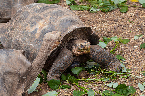 Portrait of Galápagos giant tortoise (Chelonoidis nigra) - the largest living species of tortoise, native to seven of the Galápagos Islands, a volcanic archipelago about 1000 km west of the Ecuadorian mainland. The image taken on Floreana island (Isla Floreana).