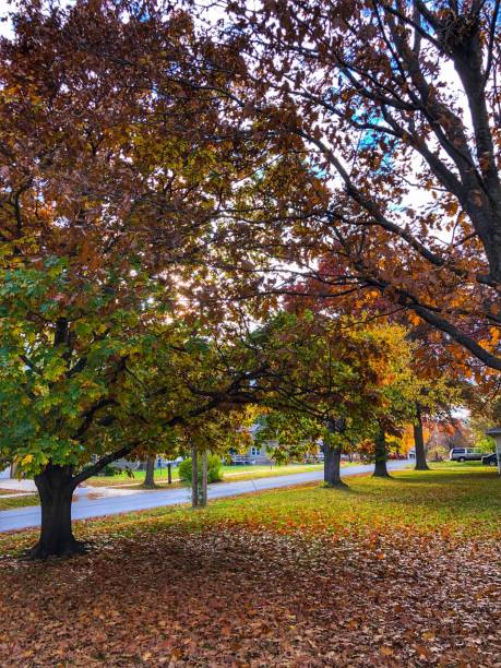istock Autumn in Rural Kansas 1262911000