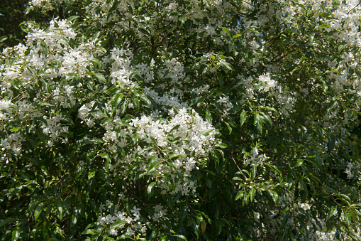 Hoheria sexstylosa is an Evergreen Tree or Shrub and Native to New Zealand