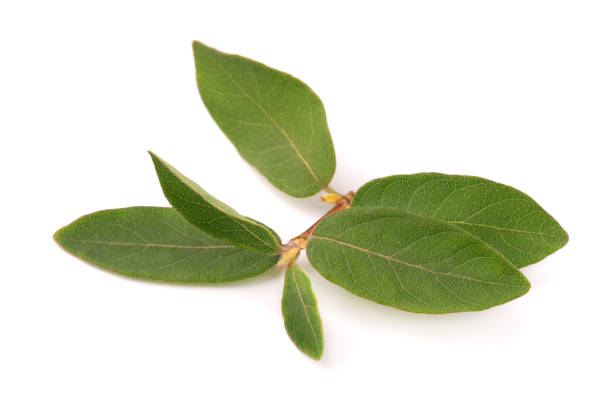 Leaves of Elaeagnus multiflora isolated on white background. Cherry elaeagnus, cherry silverberry, goumi, gumi. Leaves of Elaeagnus multiflora isolated on white background. Cherry elaeagnus, cherry silverberry, goumi, gumi rosa multiflora stock pictures, royalty-free photos & images