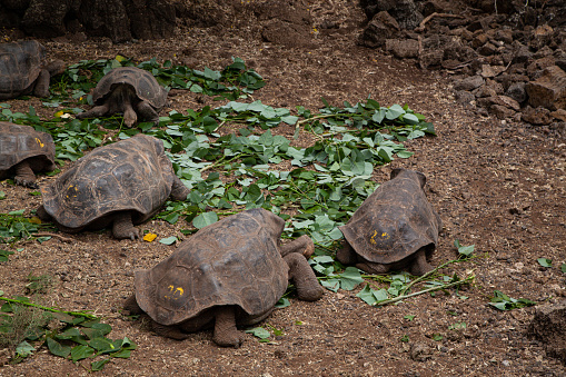 Portrait of Galápagos giant tortoise (Chelonoidis nigra) - the largest living species of tortoise, native to seven of the Galápagos Islands, a volcanic archipelago about 1000 km west of the Ecuadorian mainland. The image taken on Floreana island (Isla Floreana).