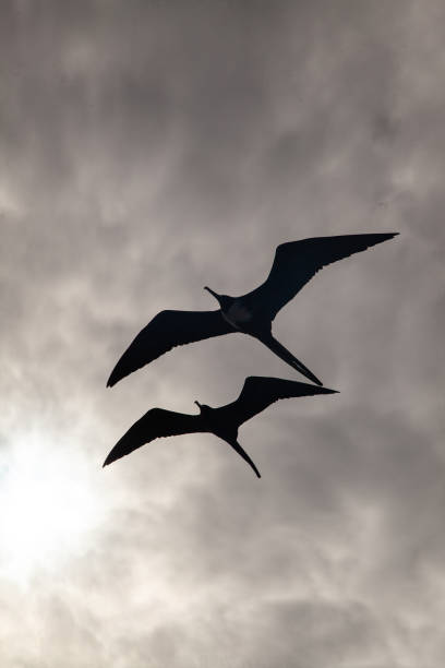 istock Great frigatebird (Fregata minor) at Galapagos islands 1262912879