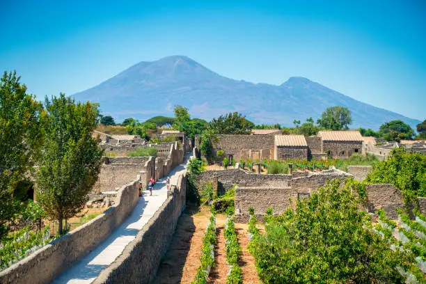 Photo of vineyards in ancien city of pompeii in front of Mount Vesuvius
