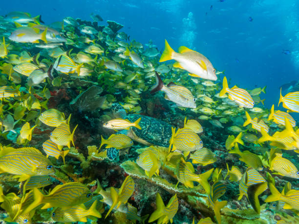 istock Diving on Isla Mujeres from Cancun 1262915794