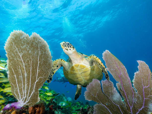 istock Diving on Isla Mujeres from Cancun 1262915836