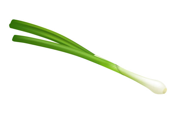 Spring green onion Spring green onion on white background, green vegetables, onion flavor. scallion stock illustrations