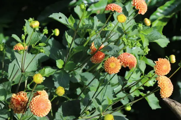 Photo of Dahlia flowers which are small and beautiful with showers of sunlight falling on them