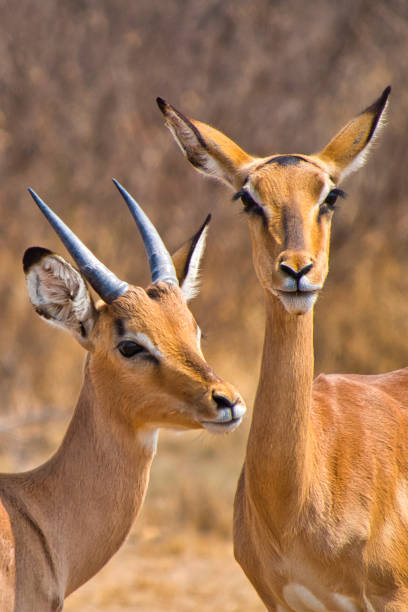 istock Impala, Khama Rhino Sanctuary, Botswana 1262919300