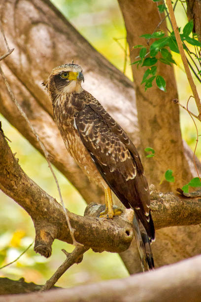 istock Crested Hawk Eagle, Kaudulla National Park, Sri Lanka 1262919301
