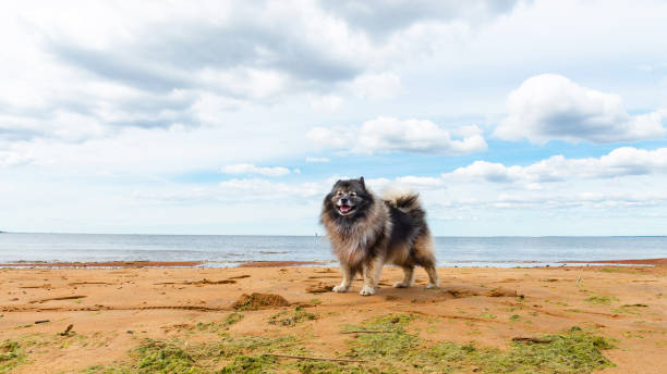 Smiling German Wolfspitz stands on a sandy sea beach near the water.
