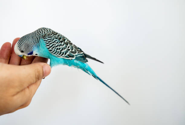 istock blue and green parrot on hand, isolated 1262929396