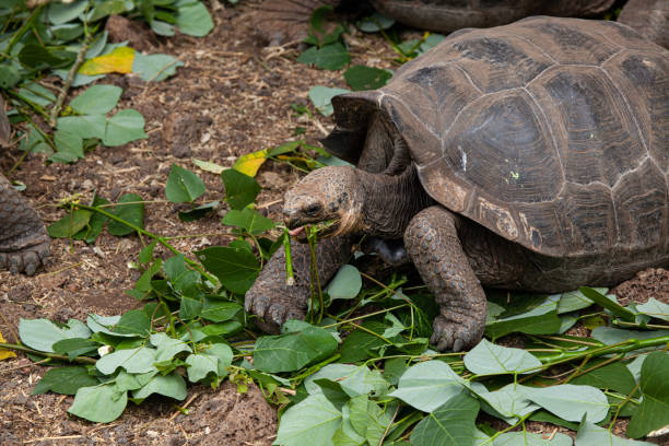 istock Galapagos Giant Tortoise 1262929412