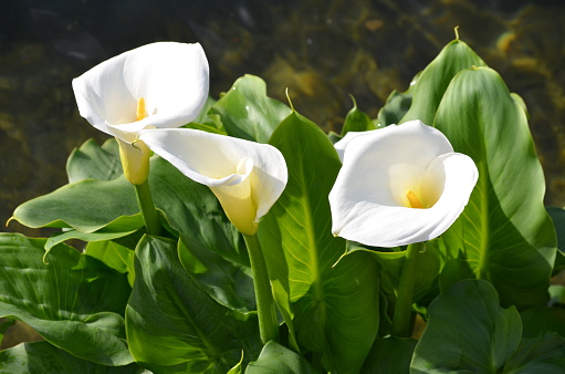 Beautiful fresh white flowers and green leaves of Zantedeschia plant, commonly known as arum or calla lily in sunny Spanish summer garden, beautiful outdoor floral background photographed with soft focus