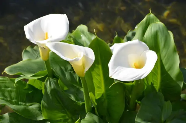 Photo of Beautiful fresh white flowers and green leaves of Zantedeschia plant, commonly known as arum or calla lily in sunny Spanish summer garden, beautiful outdoor floral background photographed with soft focus