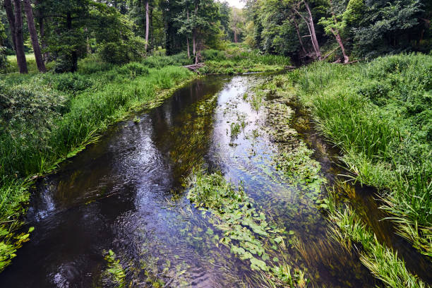 istock The Obra river flowing through the forest during summer 1262932290