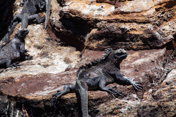 istock Marine iguana take a sun bath on the rocks at San Cristobal Galapagos Islands Ecuador 1262937521