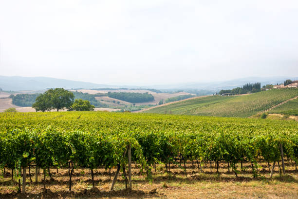 istock vineyard landscape in Tuscany 1262938743
