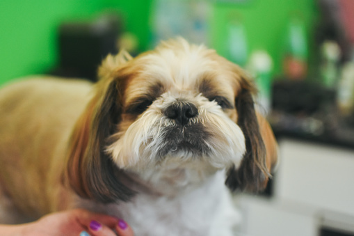 Gold and white Shih Tzu dog with long flowing hair