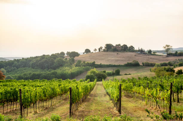 istock vineyard landscape in Tuscany 1262943343