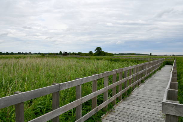 Free Stock Photo of Boardwalk through beaver wetland | Download Free ...