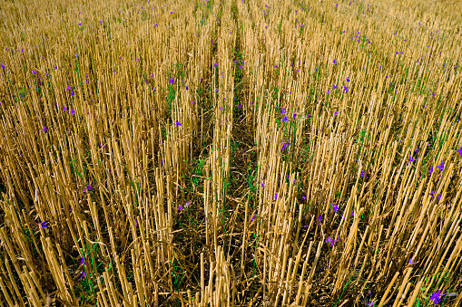 Pattern of wheat stubble with purple wild flowers. Agricultural field after harvest in summer.