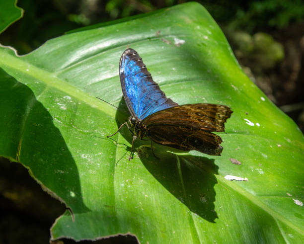 istock Blue morpho butterfly with open wings posing on a plant (Morpho peleides) 1262952494