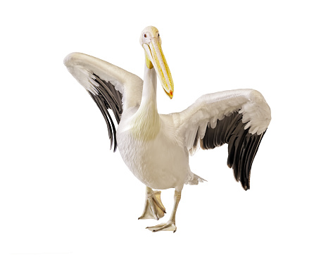 Dalmatian pelican fighting (Pelecanus crispus)