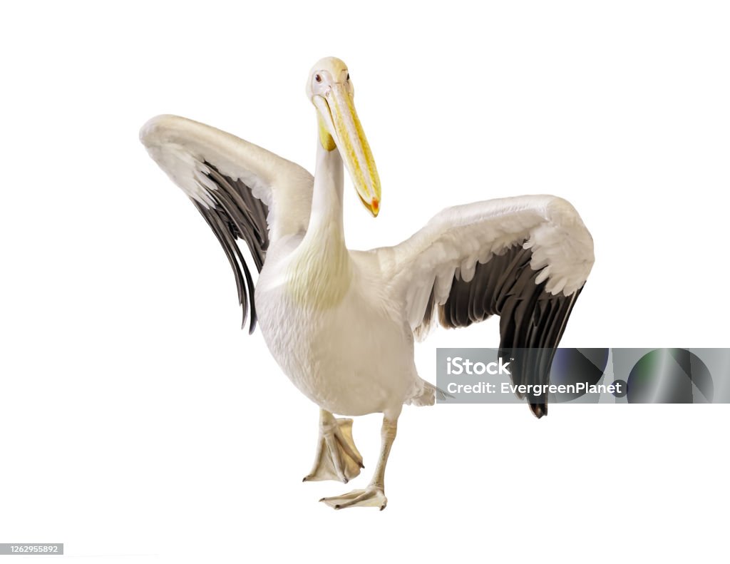 Great white pelican Great white pelican isolated on white background Pelican Stock Photo
