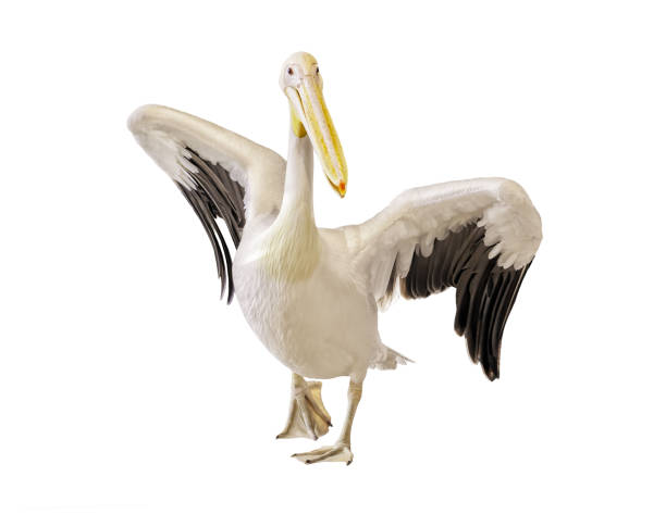 Great white pelican Great white pelican isolated on white background pelican stock pictures, royalty-free photos & images