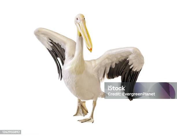 Great White Pelican Stock Photo - Download Image Now - Pelican, White Background, Cut Out