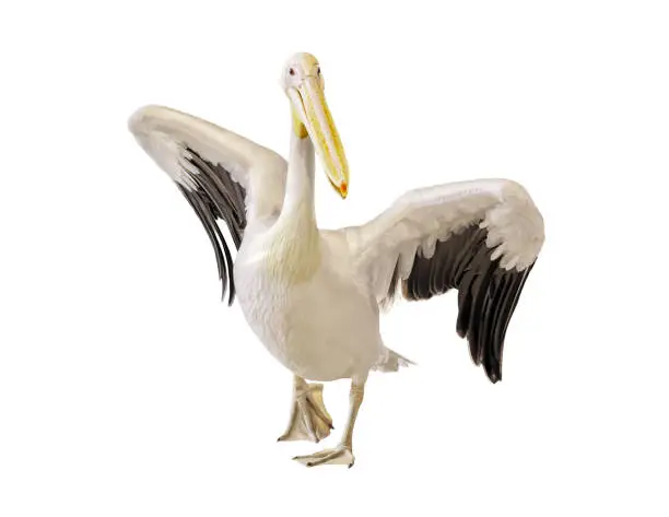 Great white pelican isolated on white background
