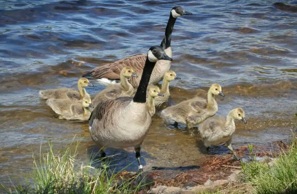 Canada geese family getting out of water