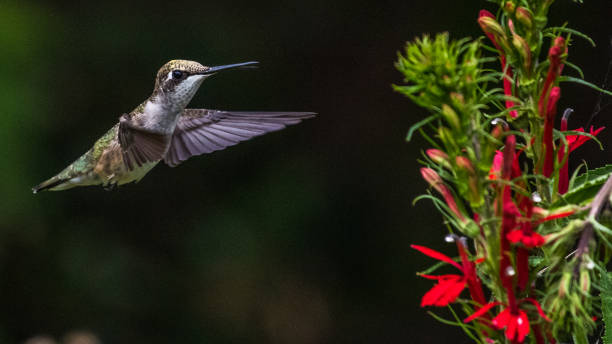 istock Hummingbird on a flower 1262956067