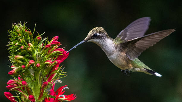istock Hummingbird on a flower 1262956088