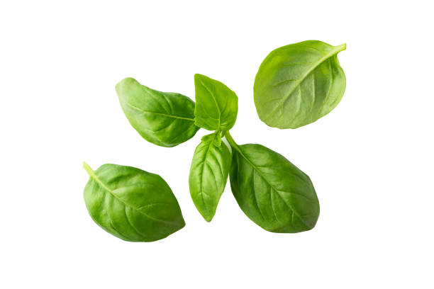 istock Fresh basil leaves isolated on white background. Clipping path 1262956158