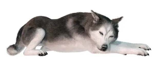 Photo of 3D illustration siberian husky on white