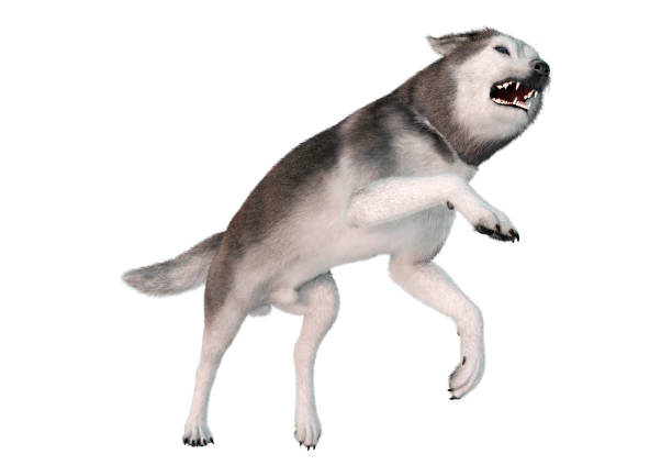 3D rendering of a siberian husky dog isolated on white background