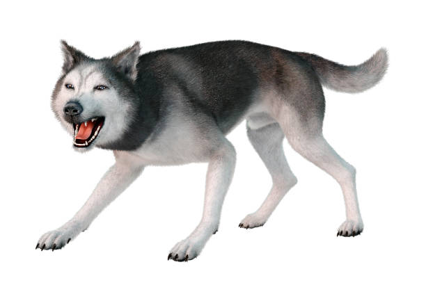 istock 3D illustration siberian husky on white 1262956418