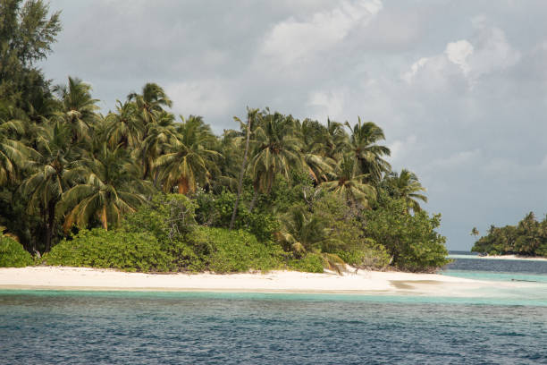 istock Palm tree In Beach Tropical Island, dream beach 1262957254