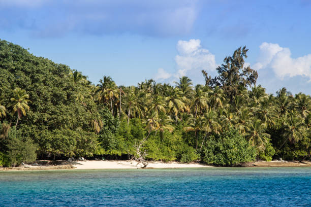 istock Palm tree In Beach Tropical Island, dream beach 1262957272