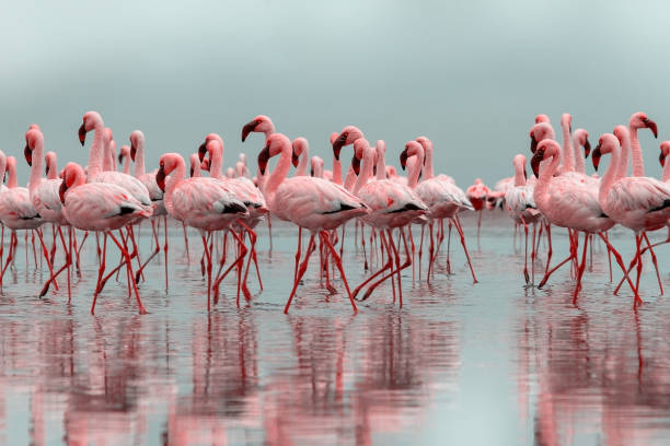wild african birds. group of african red flamingo birds and their reflection on clear water. walvis bay, namibia, africa - group of animals animal bird flamingo imagens e fotografias de stock