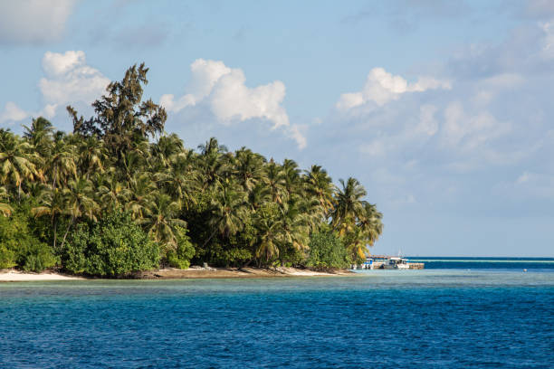 istock Palm tree In Beach Tropical Island, dream beach 1262957665