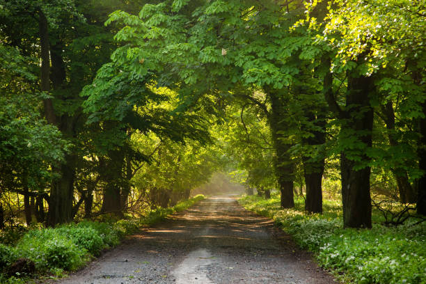istock Sunbeams fall onto a sheltered forest road. 1262959243