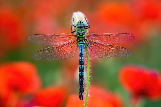 Southern migrant hawker sitting on red poppy flower
