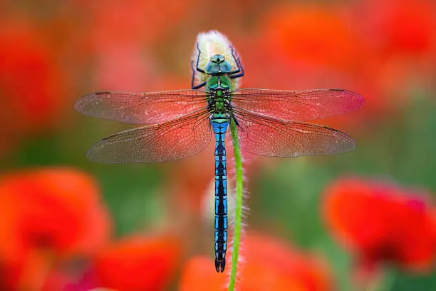Photo of Southern migrant hawker sitting on red poppy flower