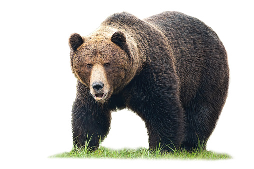 Massive brown bear, ursus arctos, male standing on green grass and looking into camera isolated on white background. Dangerous wild mammal with long fur staring cut out on blank.