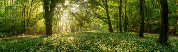 istock Wild garlic blooming in an enchanted forest. 1262961003