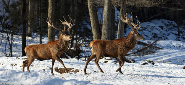 istock elks in nature during winter 1262961316