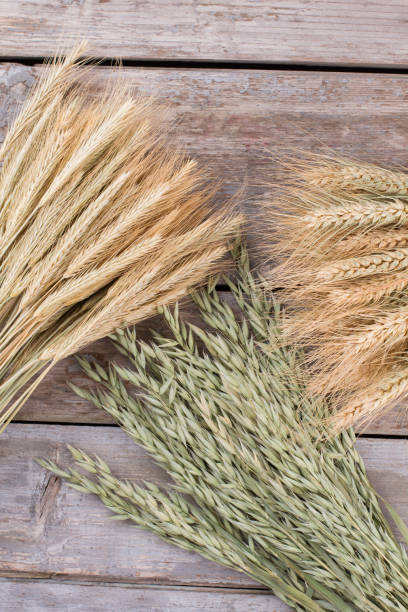 istock Ears of different types of cereals, top view. 1262961492