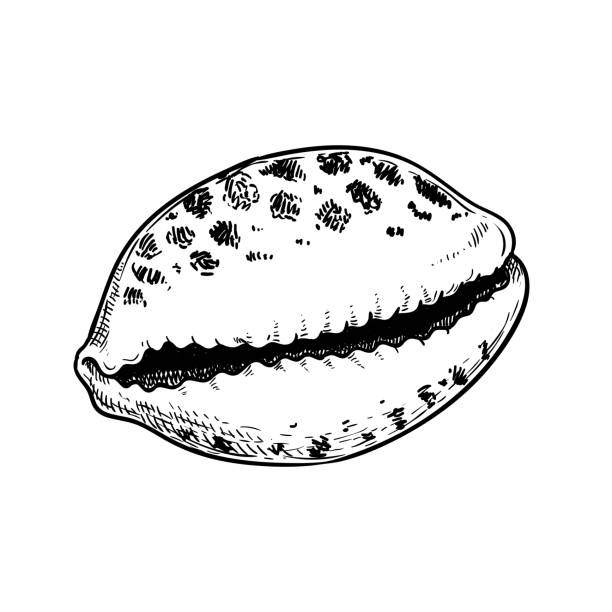 морская раковина cowrie тигр шаблон. ручной нарисованный эскиз стиля векторного рисунка тропического рифа подводной раковины моллюска. изоли - cowrie shell stock illustrations